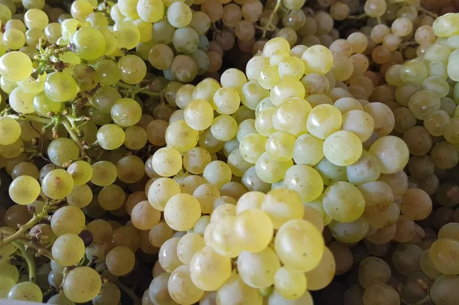Immagine Vini Drocco 3 Immagine Vini Drocco 3