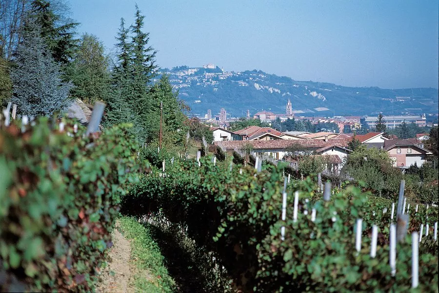 Immagine Degustazione di langa Superiori 8 Immagine Degustazione di langa Superiori 8