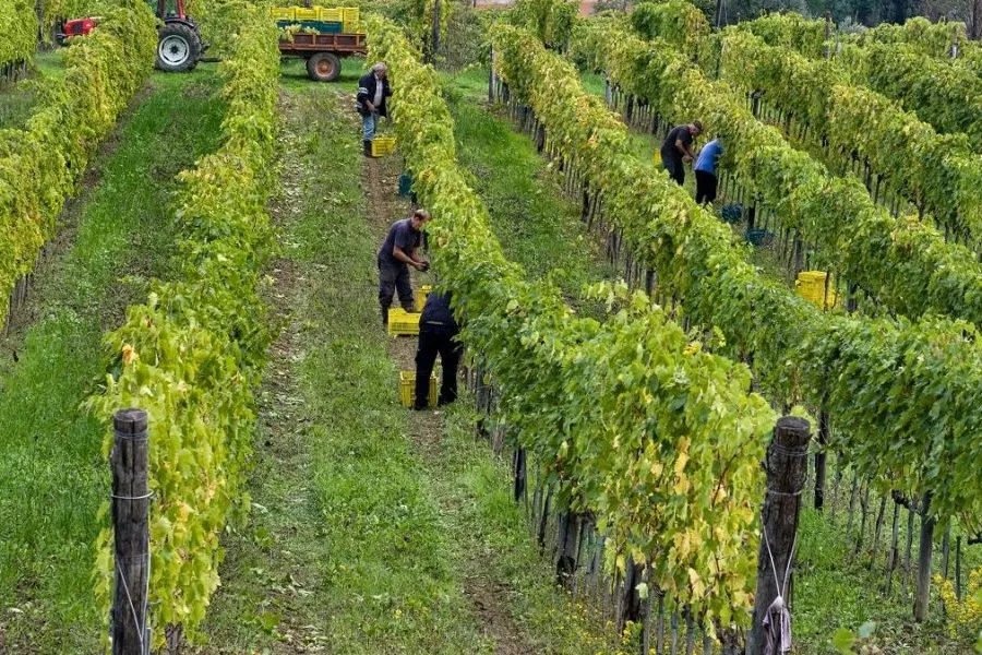 Immagine Vin Santo di Carmignano 8 Immagine Vin Santo di Carmignano 8