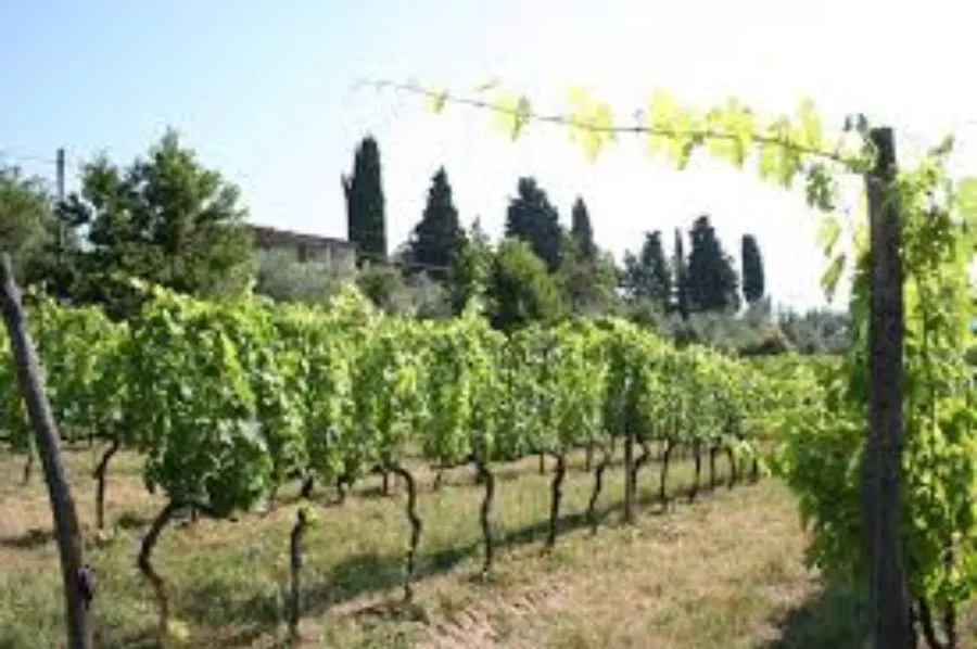 Immagine Vin Santo di Carmignano 11 Immagine Vin Santo di Carmignano 11