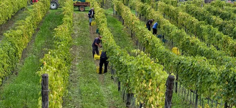 Immagine visita Visita guidata alle cantine e ai vigneti con degustazione cantina Fattoria di Bacchereto Immagine visita Visita guidata alle cantine e ai vigneti con degustazione cantina Fattoria di Bacchereto