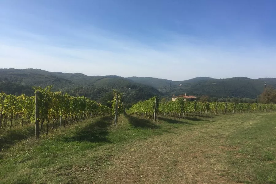 Immagine Un pranzo tra i Colli Fiorentini 14 Immagine Un pranzo tra i Colli Fiorentini 14