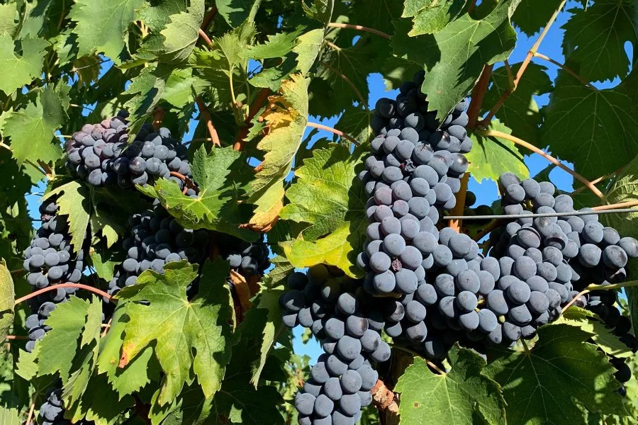Immagine Un pranzo tra i Colli Fiorentini 16 Immagine Un pranzo tra i Colli Fiorentini 16