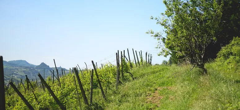 Immagine visita Trekking tra i vigneti con degustazione cantina Oinoe Vini Immagine visita Trekking tra i vigneti con degustazione cantina Oinoe Vini