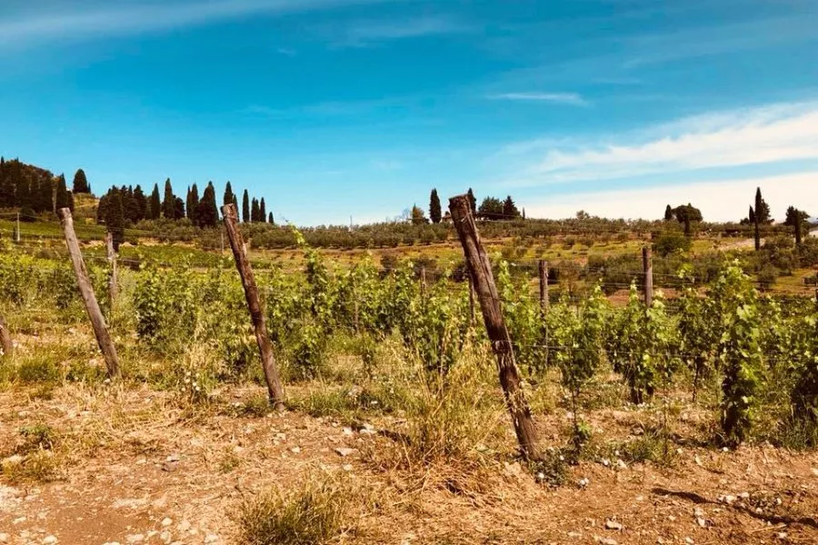 Immagine Fabrizio Pratesi Winery 6 Immagine Fabrizio Pratesi Winery 6