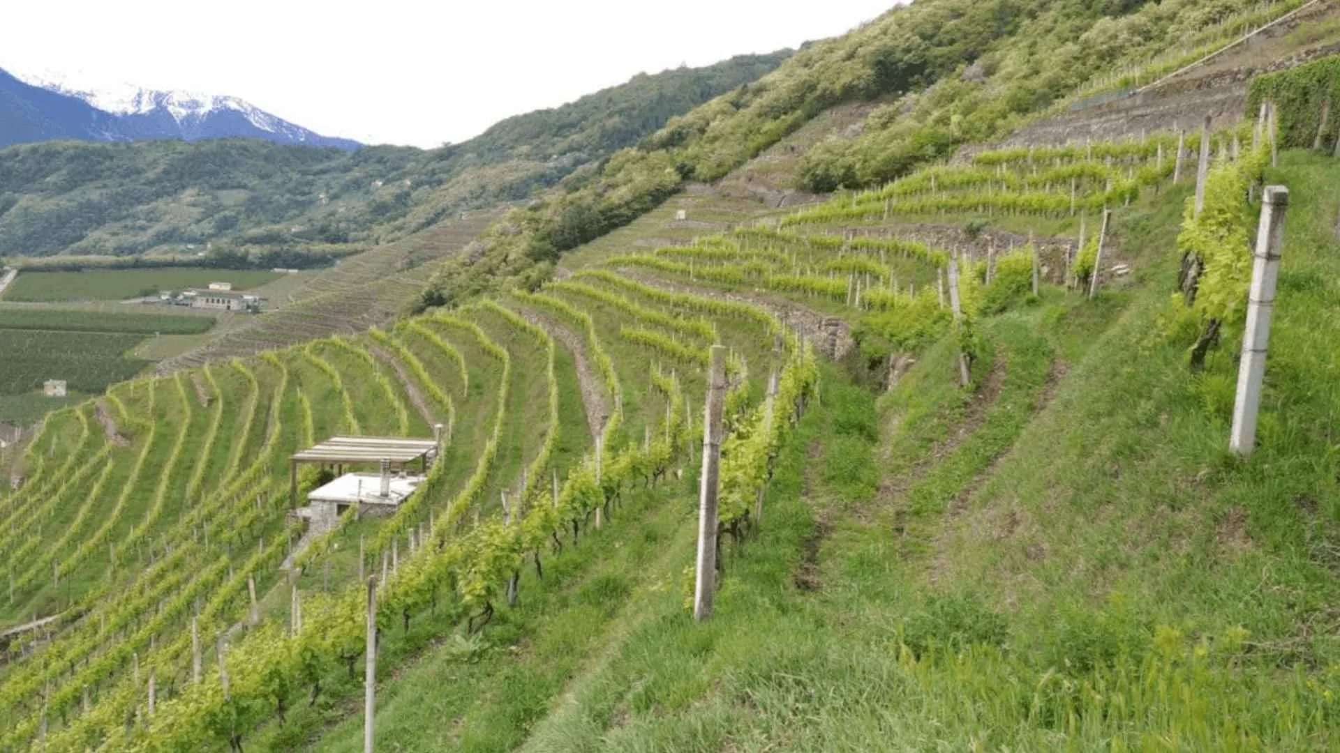Immagine Cantina Marcel Zanolari 1 Immagine Cantina Marcel Zanolari 1