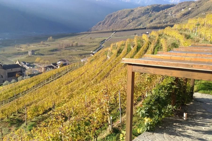Immagine Cantina Marcel Zanolari 3