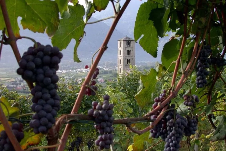 Immagine Vagabondando… vigna e cantina 7 Immagine Vagabondando… vigna e cantina 7