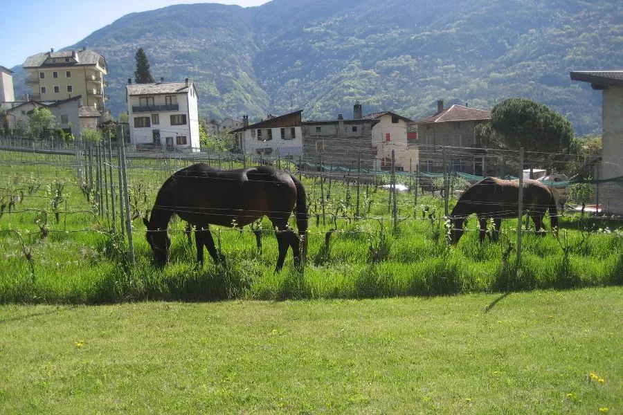 Immagine Vagabondando… vigna e cantina 8 Immagine Vagabondando… vigna e cantina 8