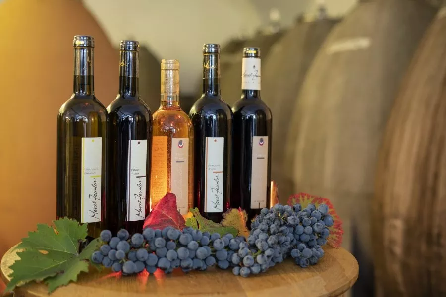 Immagine Vagabondando… vigna e cantina 14 Immagine Vagabondando… vigna e cantina 14