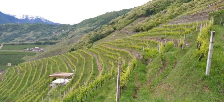 Immagine visita Vagabondando… vigna e cantina cantina Cantina Marcel Zanolari