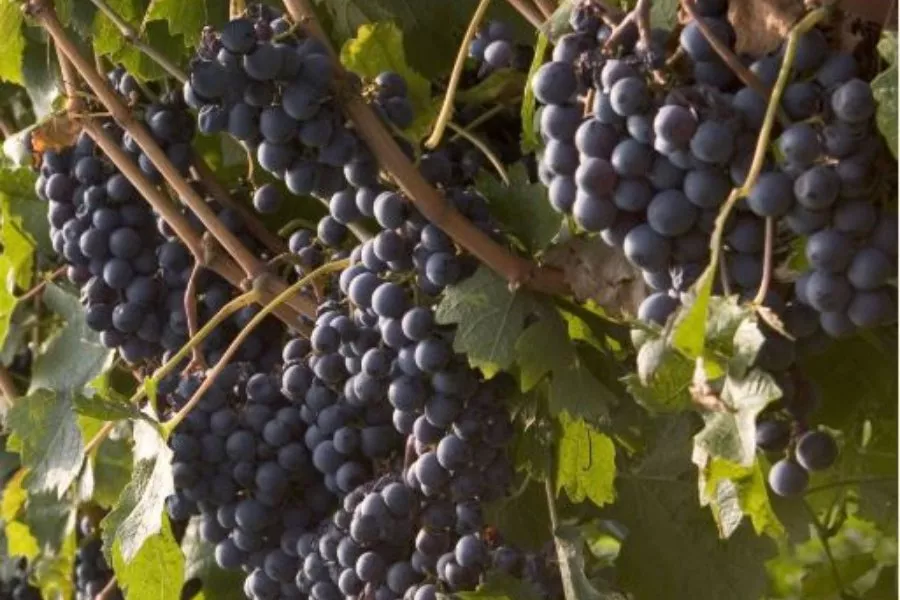 Immagine FRANCIACORTA DOCG SATÉN 14 Immagine FRANCIACORTA DOCG SATÉN 14