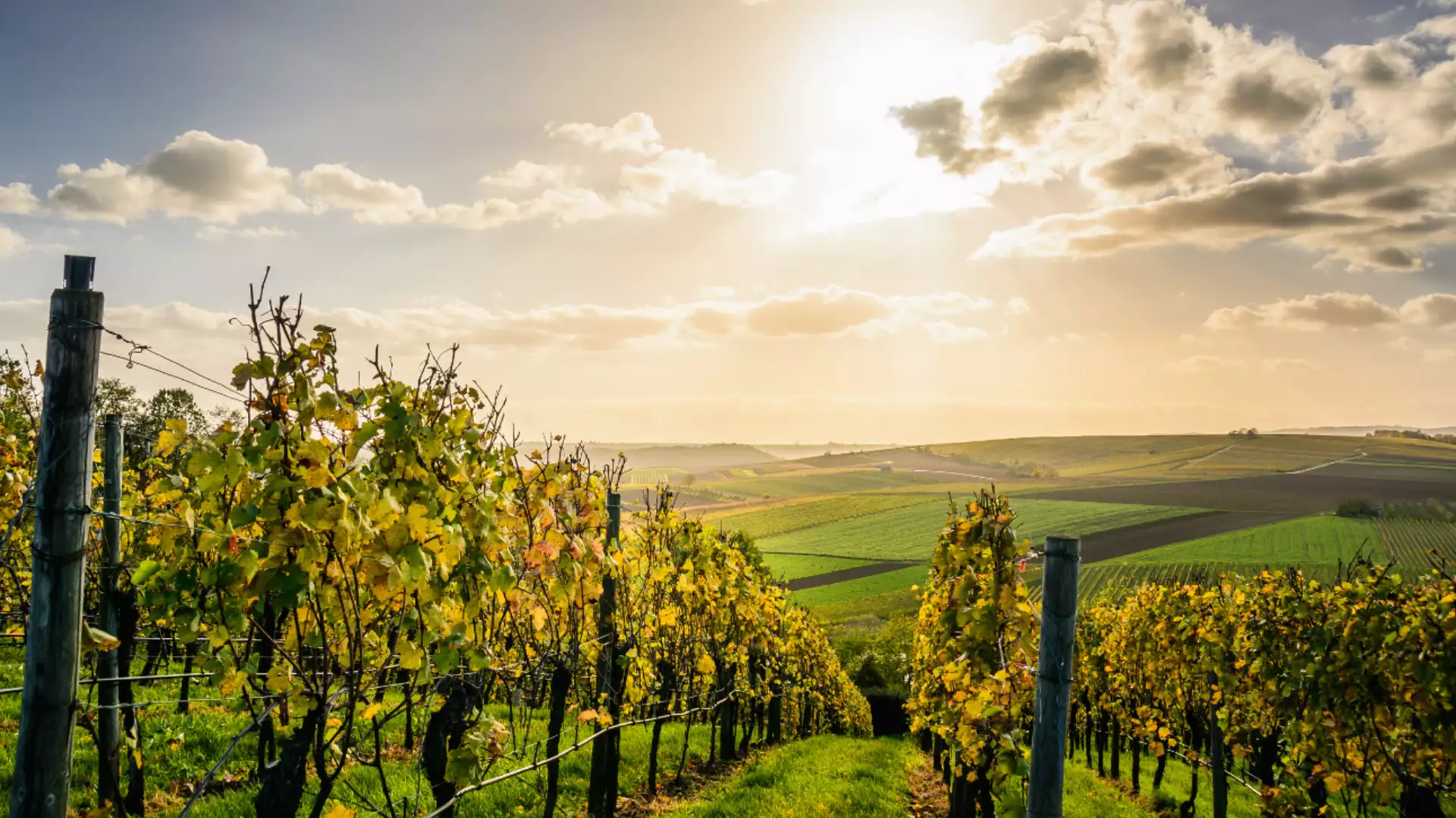 Immagine visita Wine Experience Maior Falanghina Del Sannio