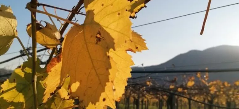 Immagine visita Wine Experience Master Falanghina Del Sannio in Verticale