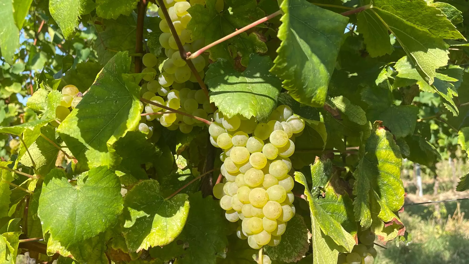 Immagine Aperitivo nel Parco 5 Immagine Aperitivo nel Parco 5