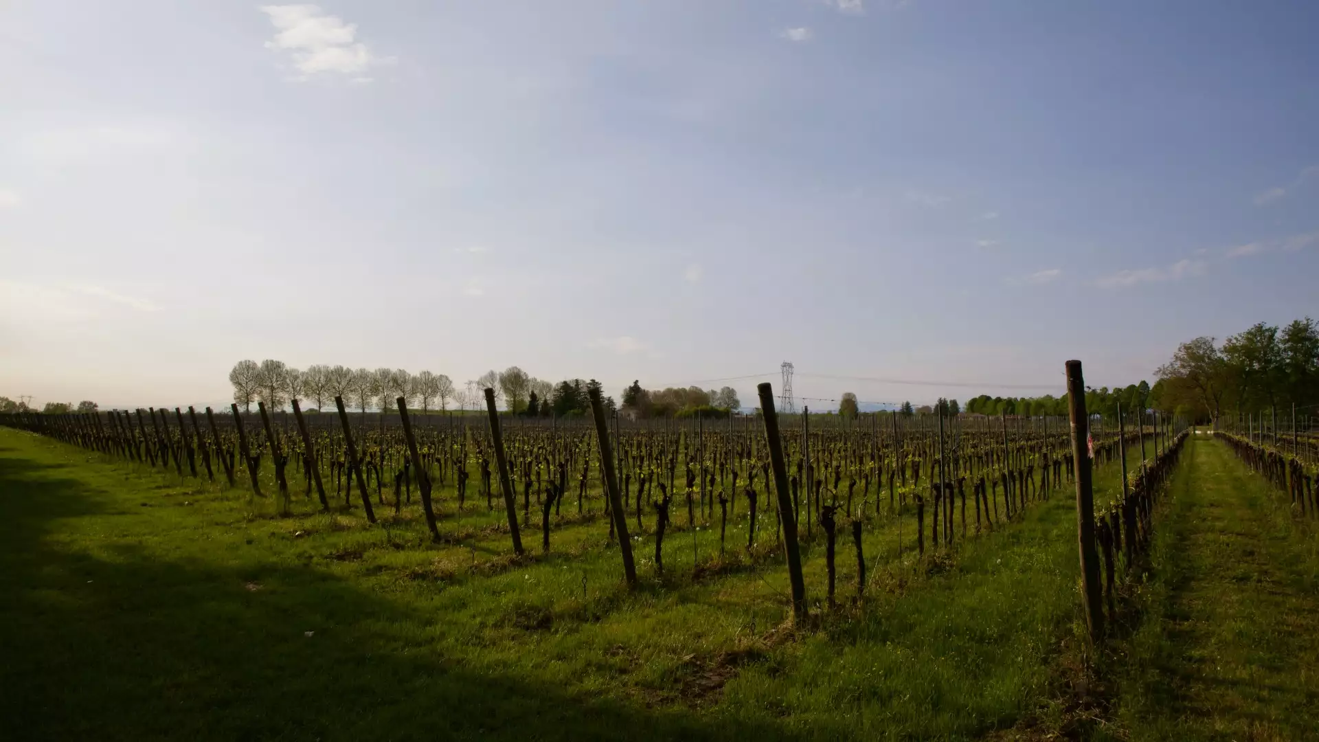 Immagine Aperitivo nel Parco 6 Immagine Aperitivo nel Parco 6