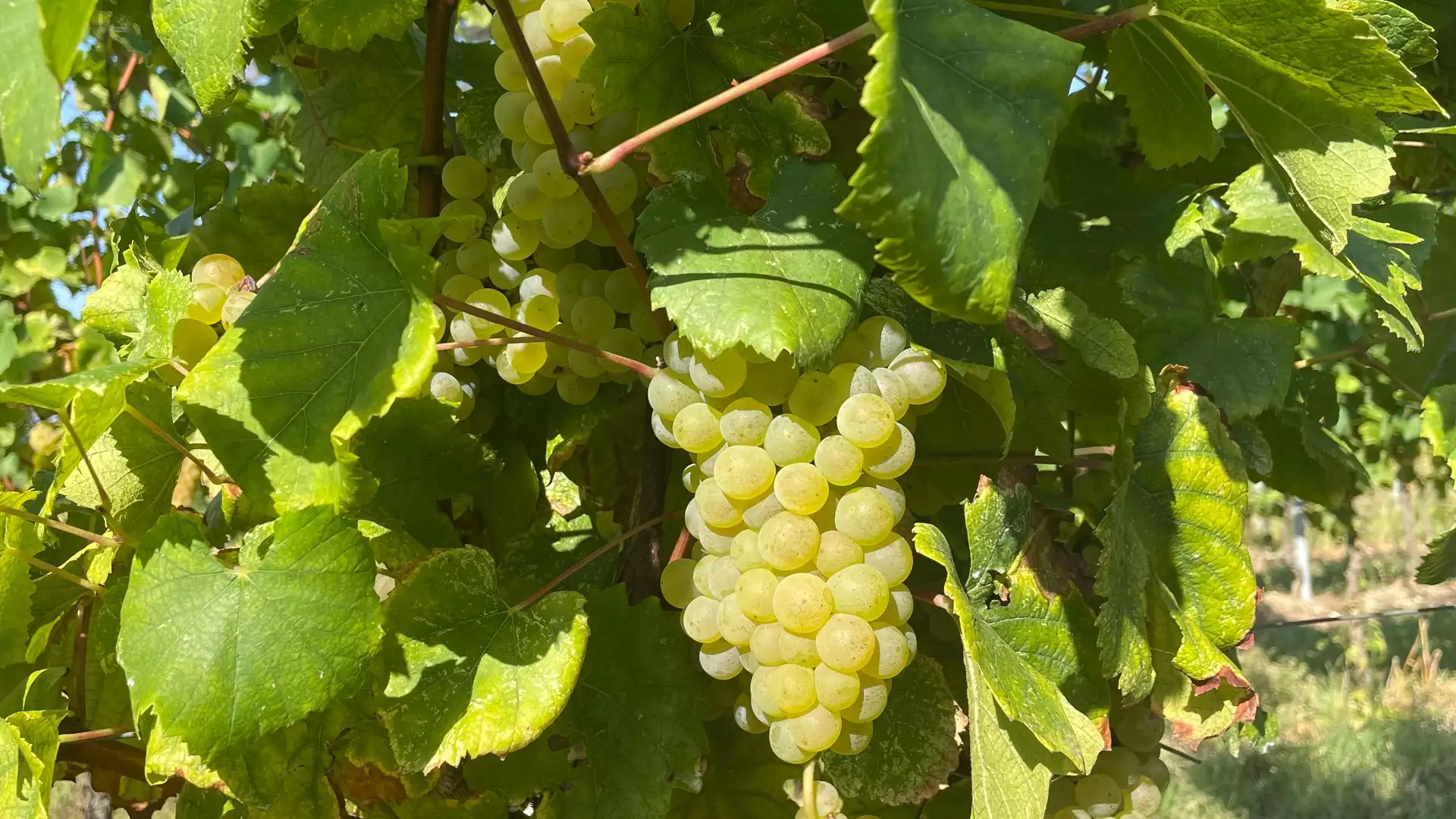 Immagine Degustazione con Visita 7 Immagine Degustazione con Visita 7