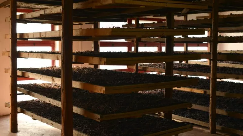 Immagine visita Amarone Experience cantina Cantina Mizzon