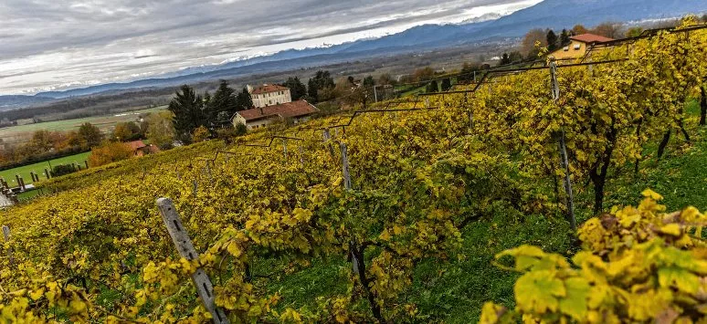 Immagine visita Canavese with its wines in a goblet cantina La Masera
