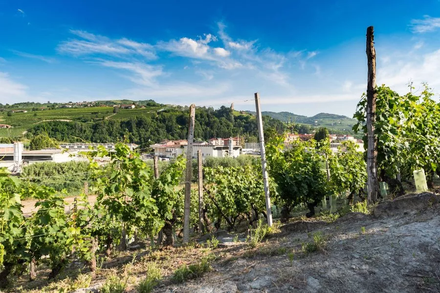 Immagine Vendemmia & Pigiatura con Degustazione nelle Langhe (Cantine Aperte 2025) 7 Immagine Vendemmia & Pigiatura con Degustazione nelle Langhe (Cantine Aperte 2025) 7