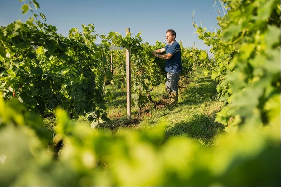 Immagine Vendemmia & Pigiatura con Degustazione nelle Langhe (Cantine Aperte 2025) 12 Immagine Vendemmia & Pigiatura con Degustazione nelle Langhe (Cantine Aperte 2025) 12