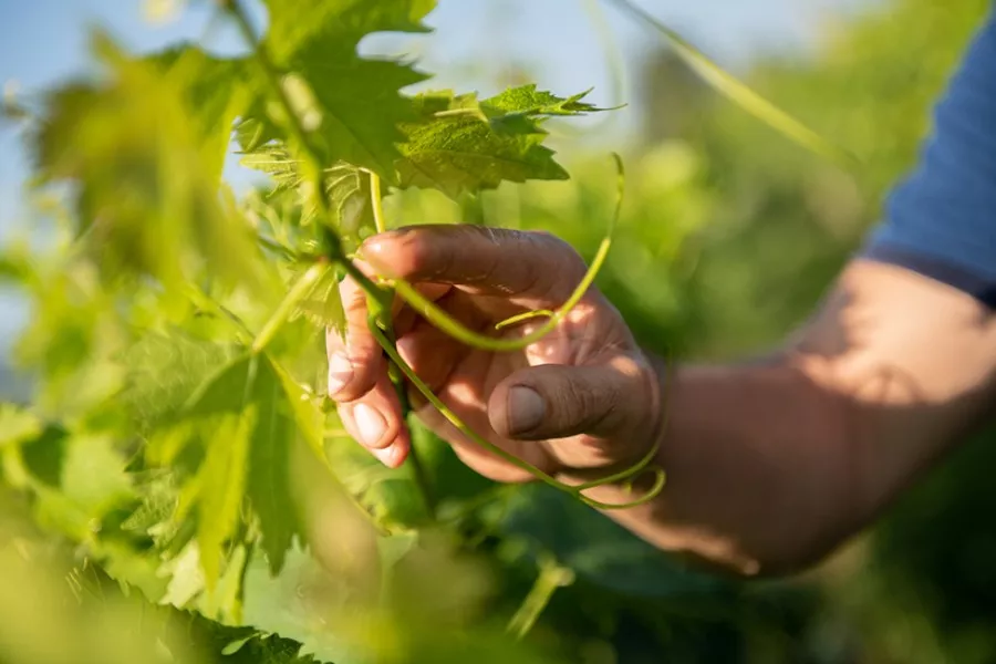 Immagine Vendemmia & Pigiatura con Degustazione nelle Langhe (Cantine Aperte 2025) 13 Immagine Vendemmia & Pigiatura con Degustazione nelle Langhe (Cantine Aperte 2025) 13