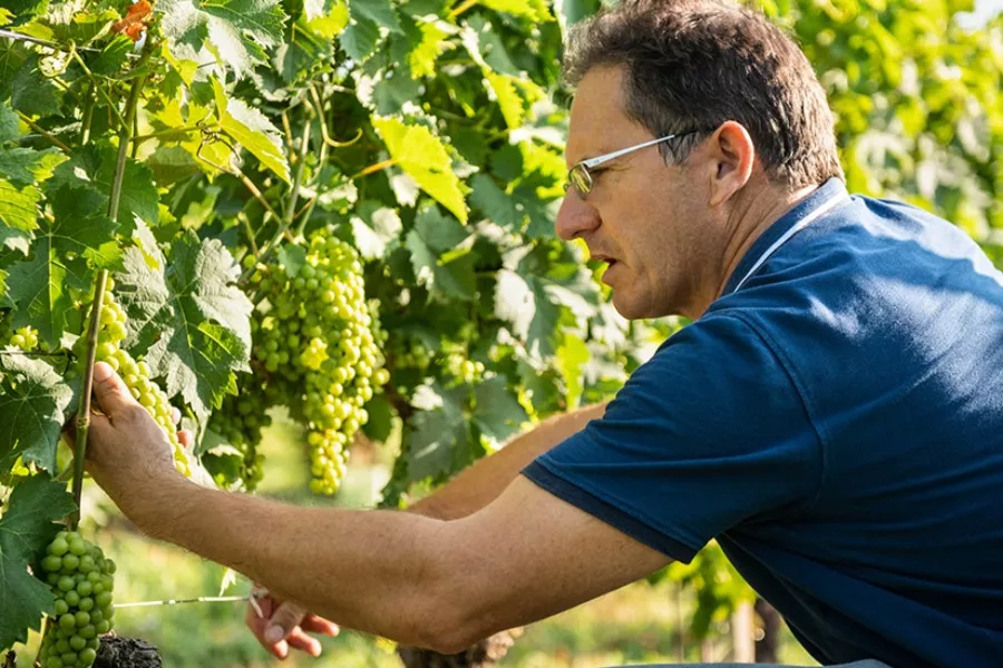 Immagine Vendemmia & Pigiatura con Degustazione nelle Langhe (Cantine Aperte 2025) 14 Immagine Vendemmia & Pigiatura con Degustazione nelle Langhe (Cantine Aperte 2025) 14