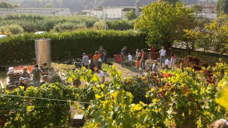 Immagine visita Vendemmia & Pigiatura con Degustazione nelle Langhe (Cantine Aperte 2025) cantina Cascina Fontanette Immagine visita Vendemmia & Pigiatura con Degustazione nelle Langhe (Cantine Aperte 2025) cantina Cascina Fontanette