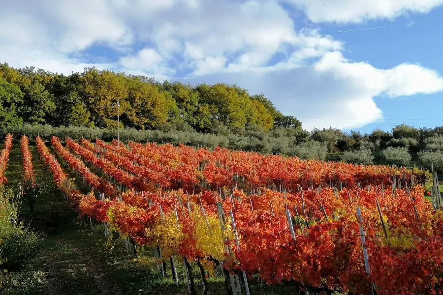 Immagine San Fortunato 8