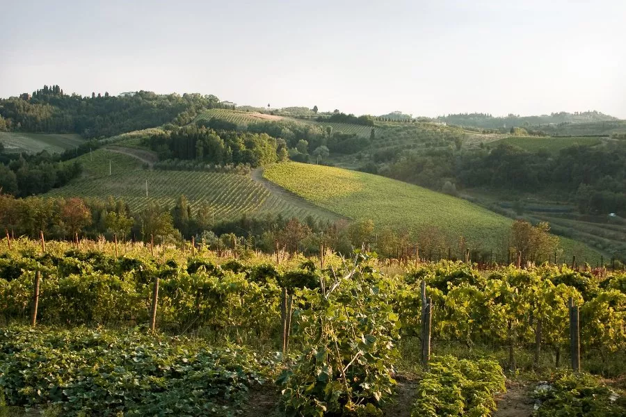 Immagine Cantina Cosimo Maria Masini 5 Immagine Cantina Cosimo Maria Masini 5