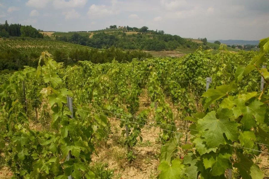 Immagine Wine Tour con degustazione 9 Immagine Wine Tour con degustazione 9