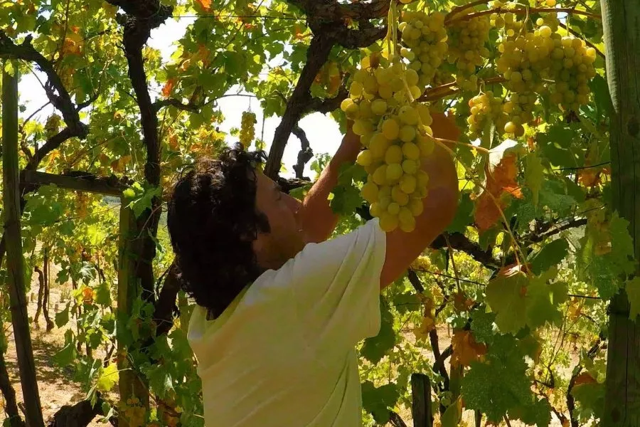 Immagine Wine Tour con degustazione 14 Immagine Wine Tour con degustazione 14