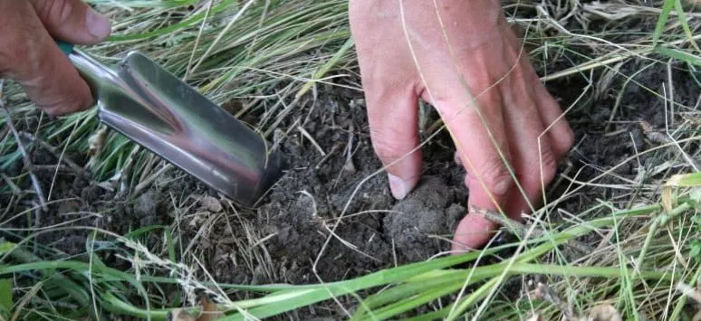 Immagine visita Caccia al tartufo con pranzo cantina Cantina Cosimo Maria Masini