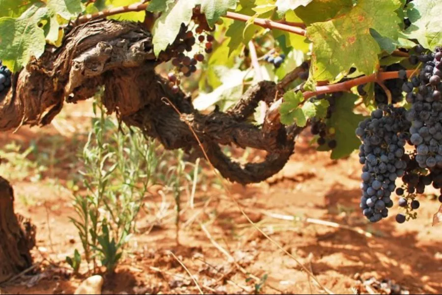 Immagine Puglia a tavola 12 Immagine Puglia a tavola 12