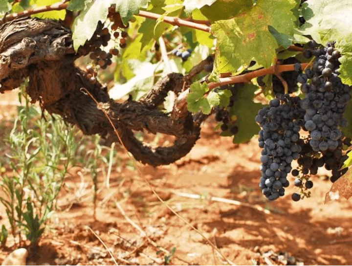 Immagine Antica Masseria Jorche 2