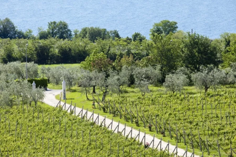 Immagine Monte Cicogna 7 Immagine Monte Cicogna 7