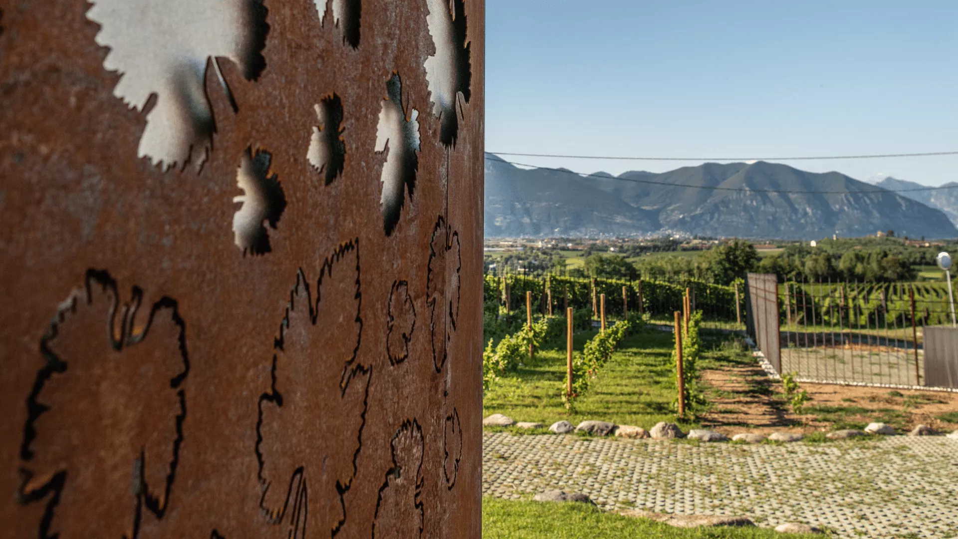 Immagine cantina Boccadoro