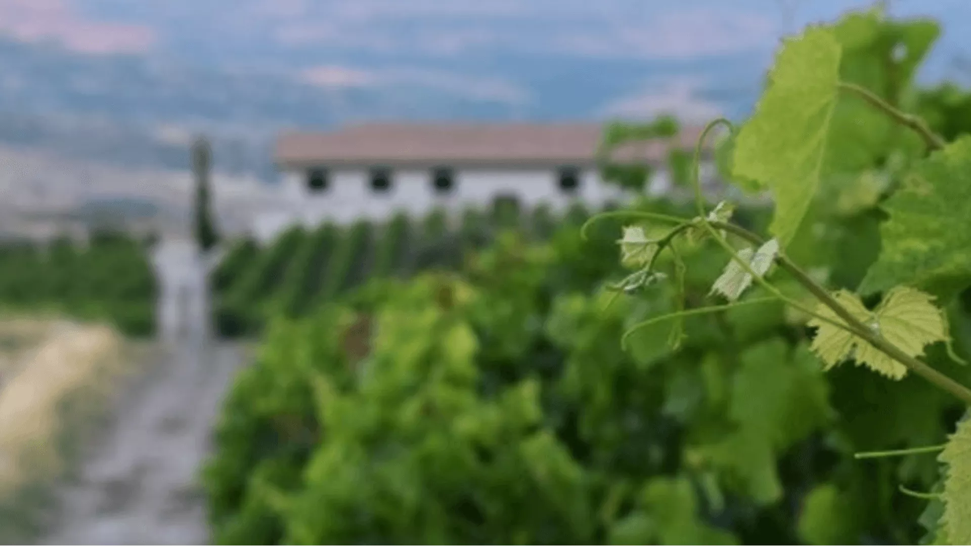 Immagine Tour + Degustazione di 5 vini  + Olio Evo e Prodotti Gourmet Siciliani 2