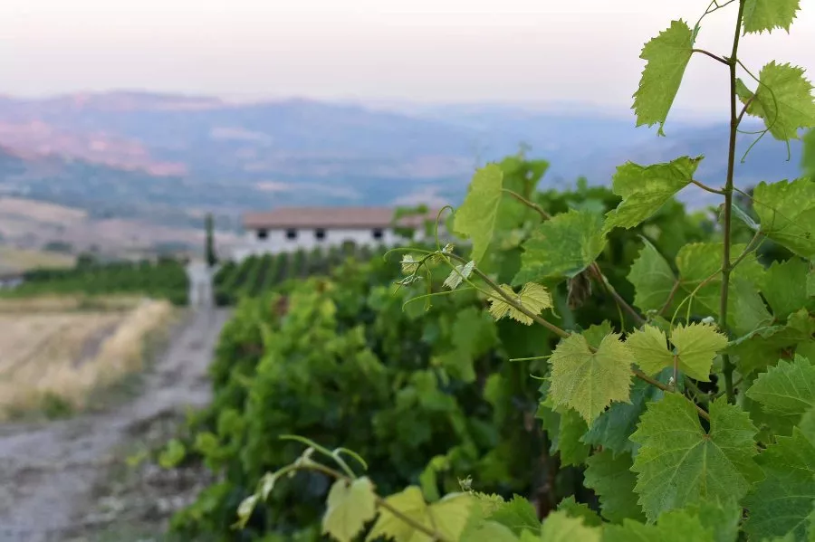 Immagine Tour + Degustazione di 5 vini  + Olio Evo e Prodotti Gourmet Siciliani 4