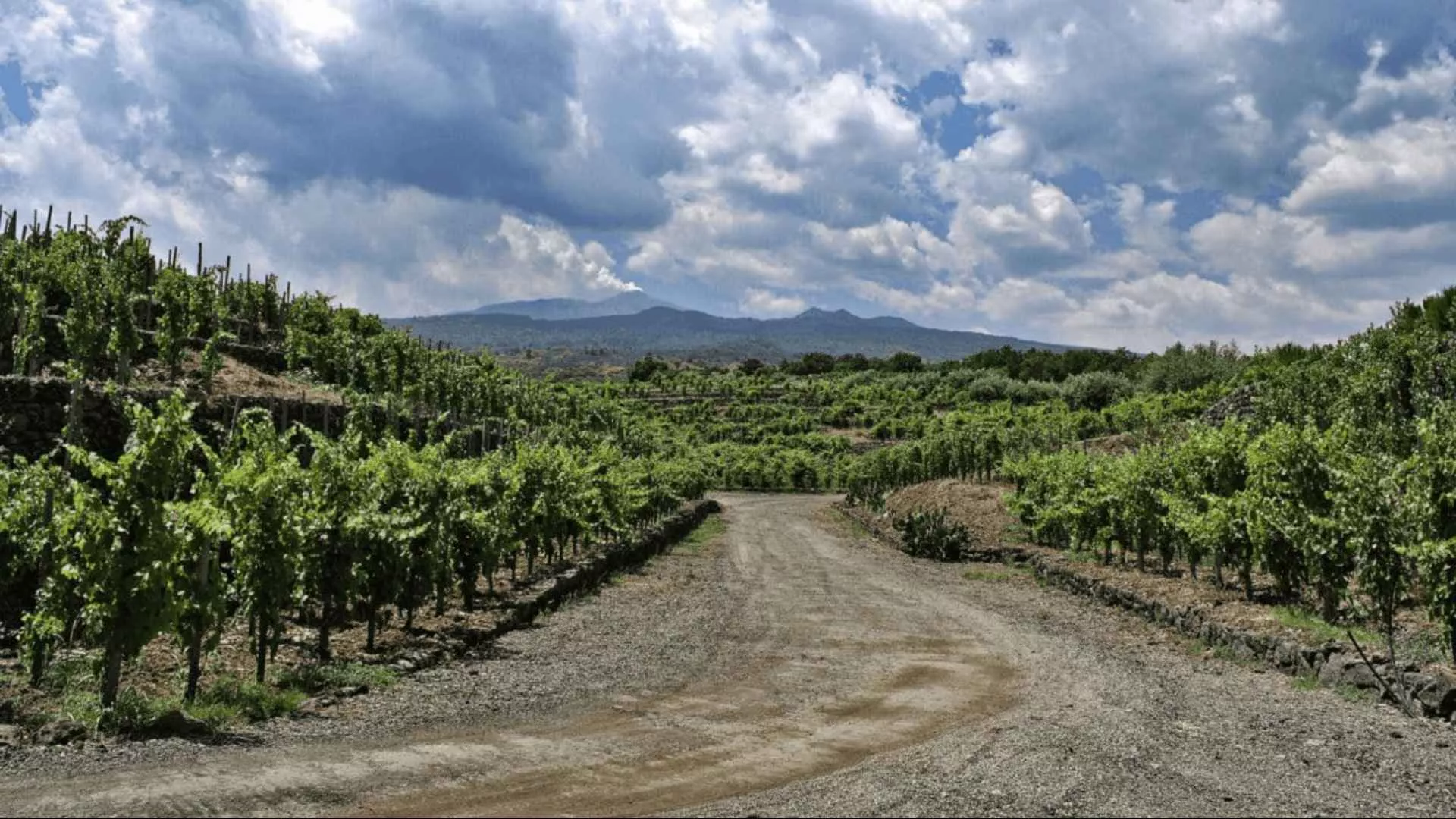 Immagine Cantina Torre Mora 1 Immagine Cantina Torre Mora 1