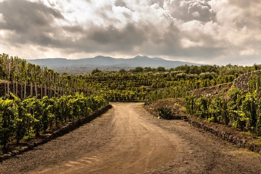 Immagine Visita in Vigna, Palmento e Degustazione 6
