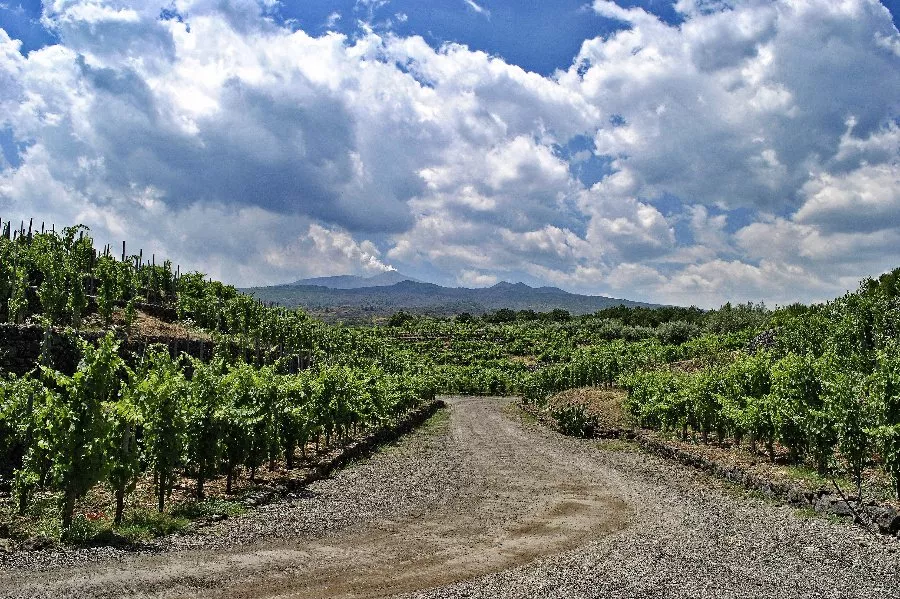 Immagine Visita in Vigna, Palmento e Degustazione 15 Immagine Visita in Vigna, Palmento e Degustazione 15
