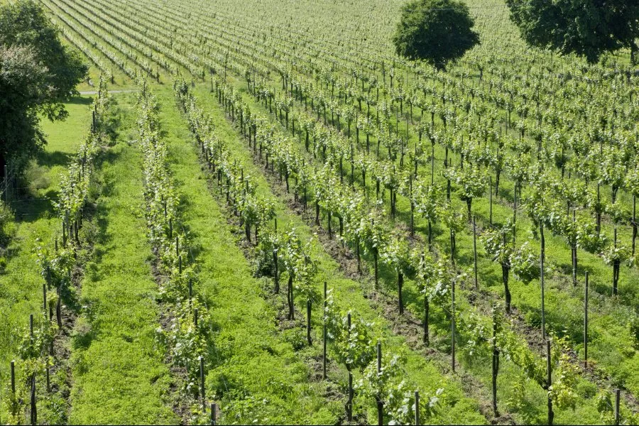 Immagine Lantieri de Paratico 7 Immagine Lantieri de Paratico 7