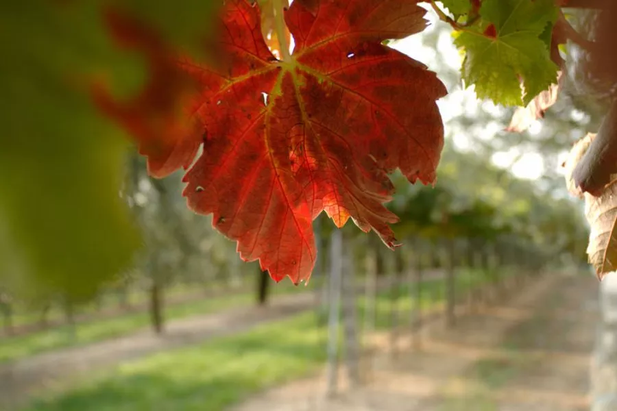 Immagine Blind Tasting 5