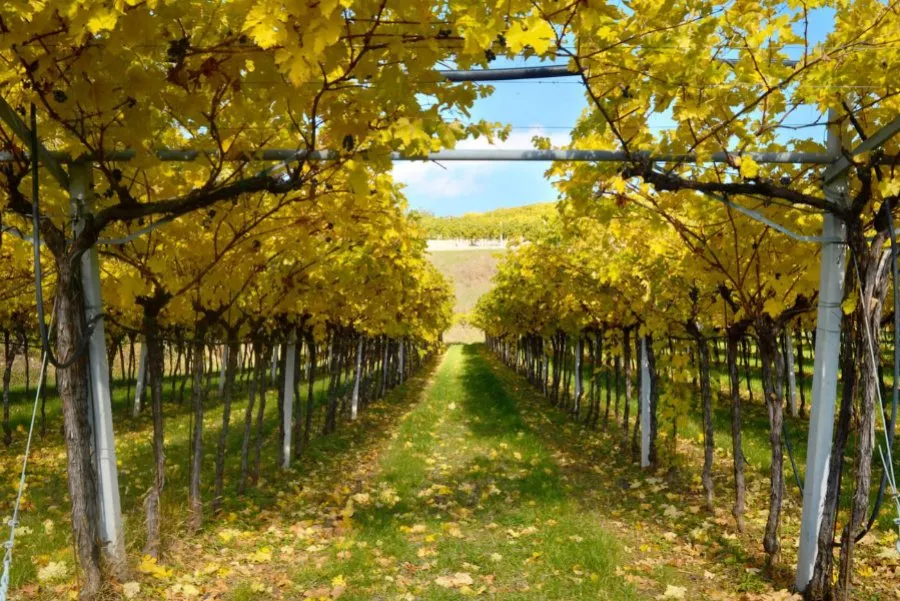 Immagine Blind Tasting 11