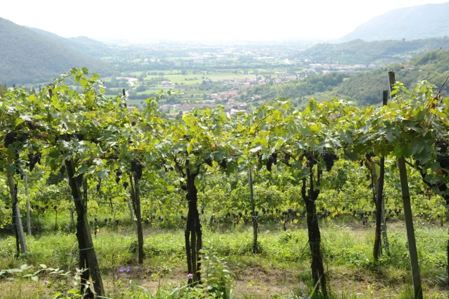 Immagine Cantina Noventa 3