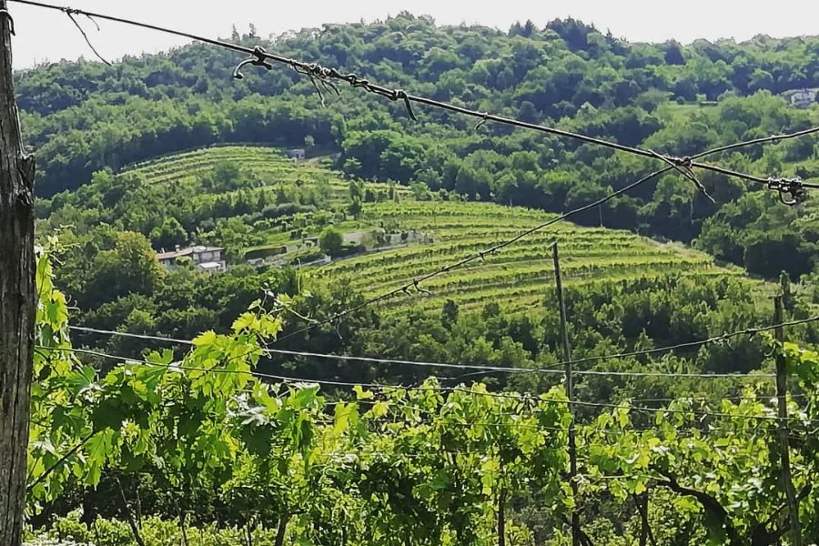 Immagine Cantina Noventa 4