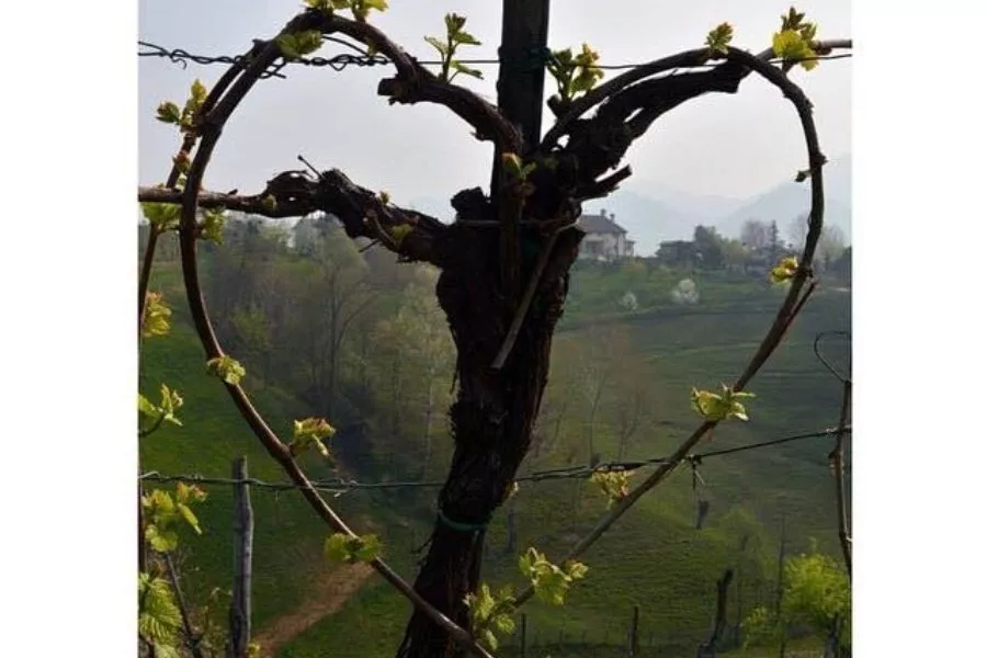 Immagine Bele Casel 11 Immagine Bele Casel 11