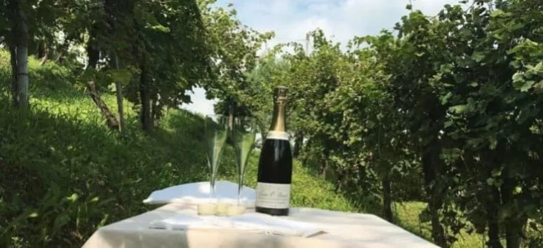 Immagine visita Dal calice alla tavola cantina Bele Casel Immagine visita Dal calice alla tavola cantina Bele Casel
