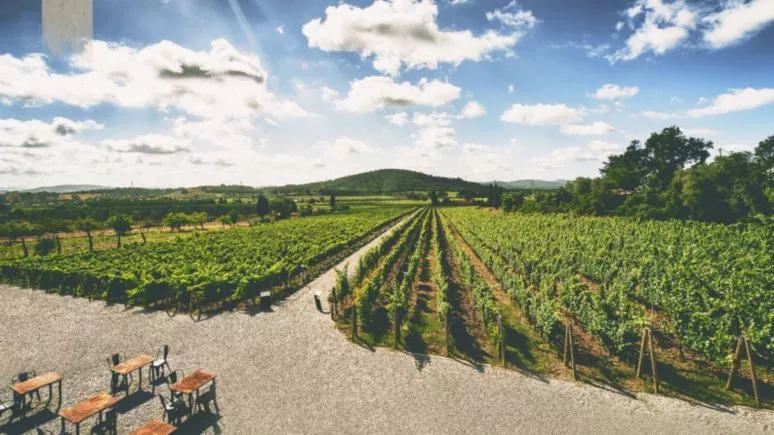 Immagine visita A spasso tra i filari cantina Tenuta Casadei Immagine visita A spasso tra i filari cantina Tenuta Casadei